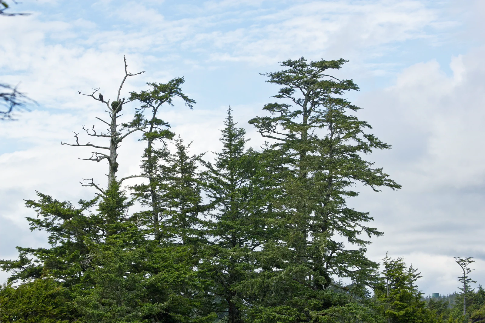 Rocky Pacific coast and forest near Ucluelet