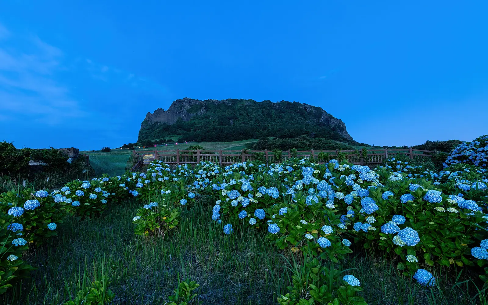 Seongsan Ilchulbong rising above hydrangeas at blue hour on Jeju Island