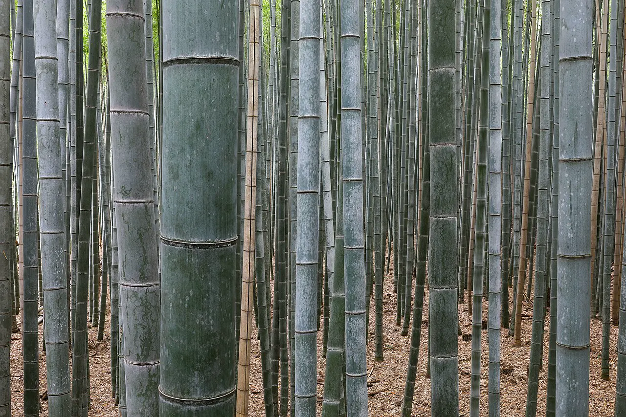 Tall bamboo along the Arashiyama grove path