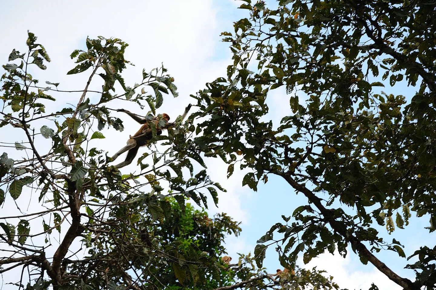 Proboscis monkey and infant in the Kinabatangan area