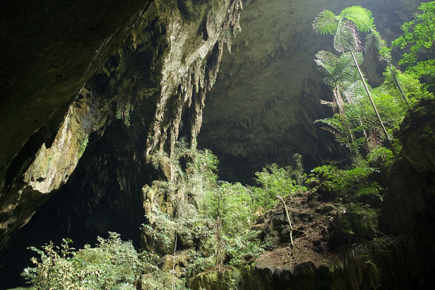 Immense forest-framed entrance to Deer Cave in Gunung Mulu National Park