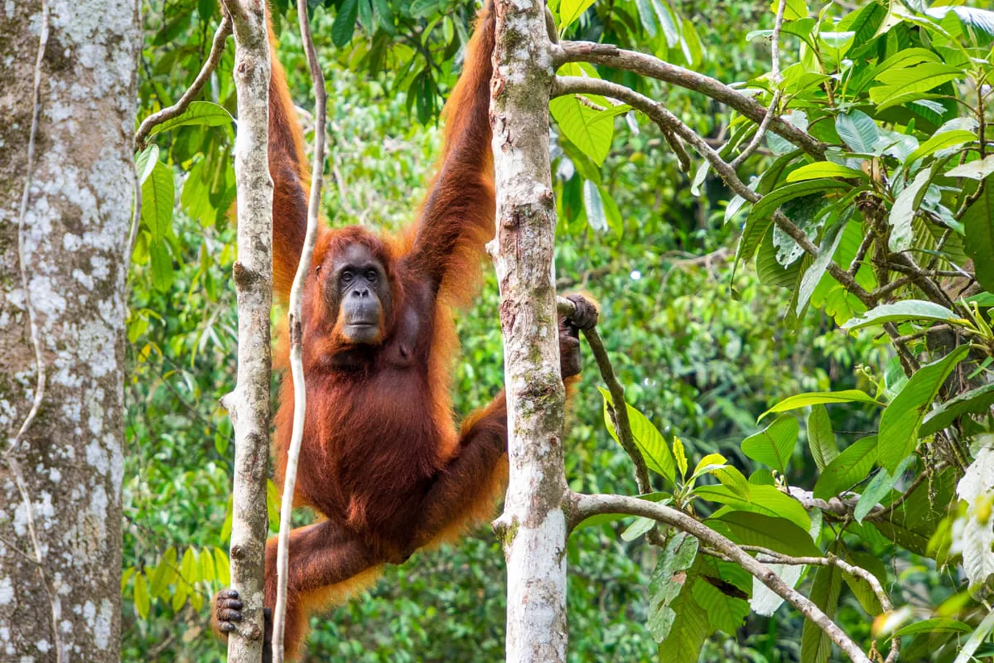 Orangutan resting in a tree at Semenggoh Wildlife Centre