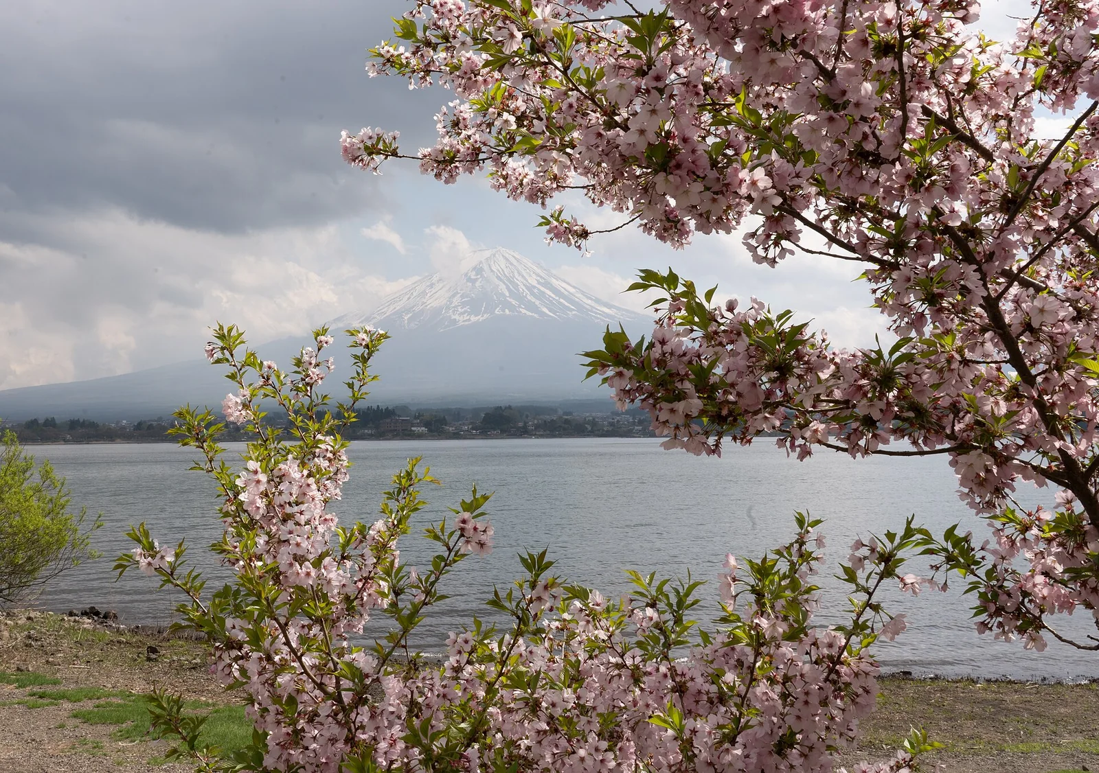Mount Fuji framed by pink cherry blossoms