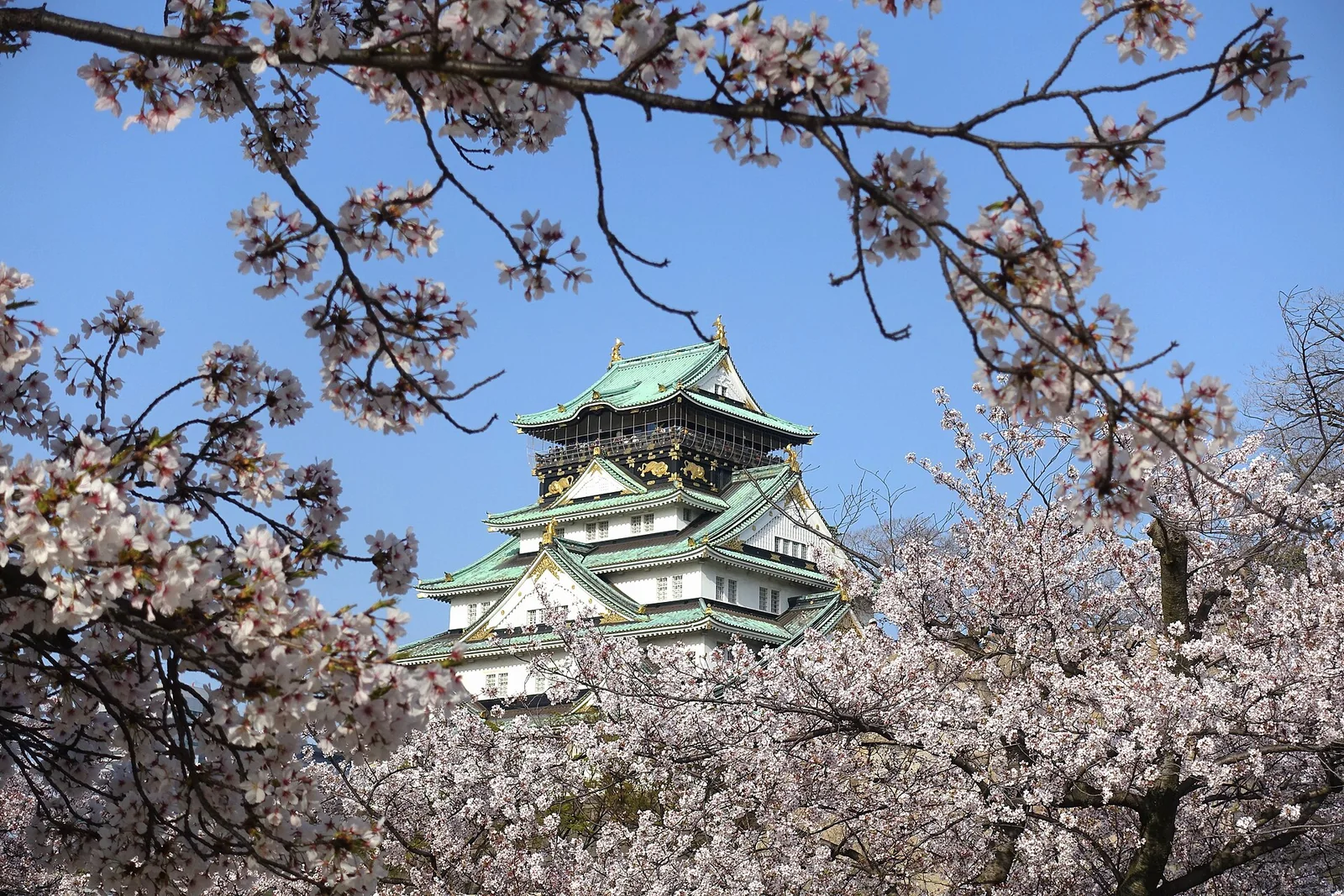 Osaka Castle surrounded by cherry blossoms