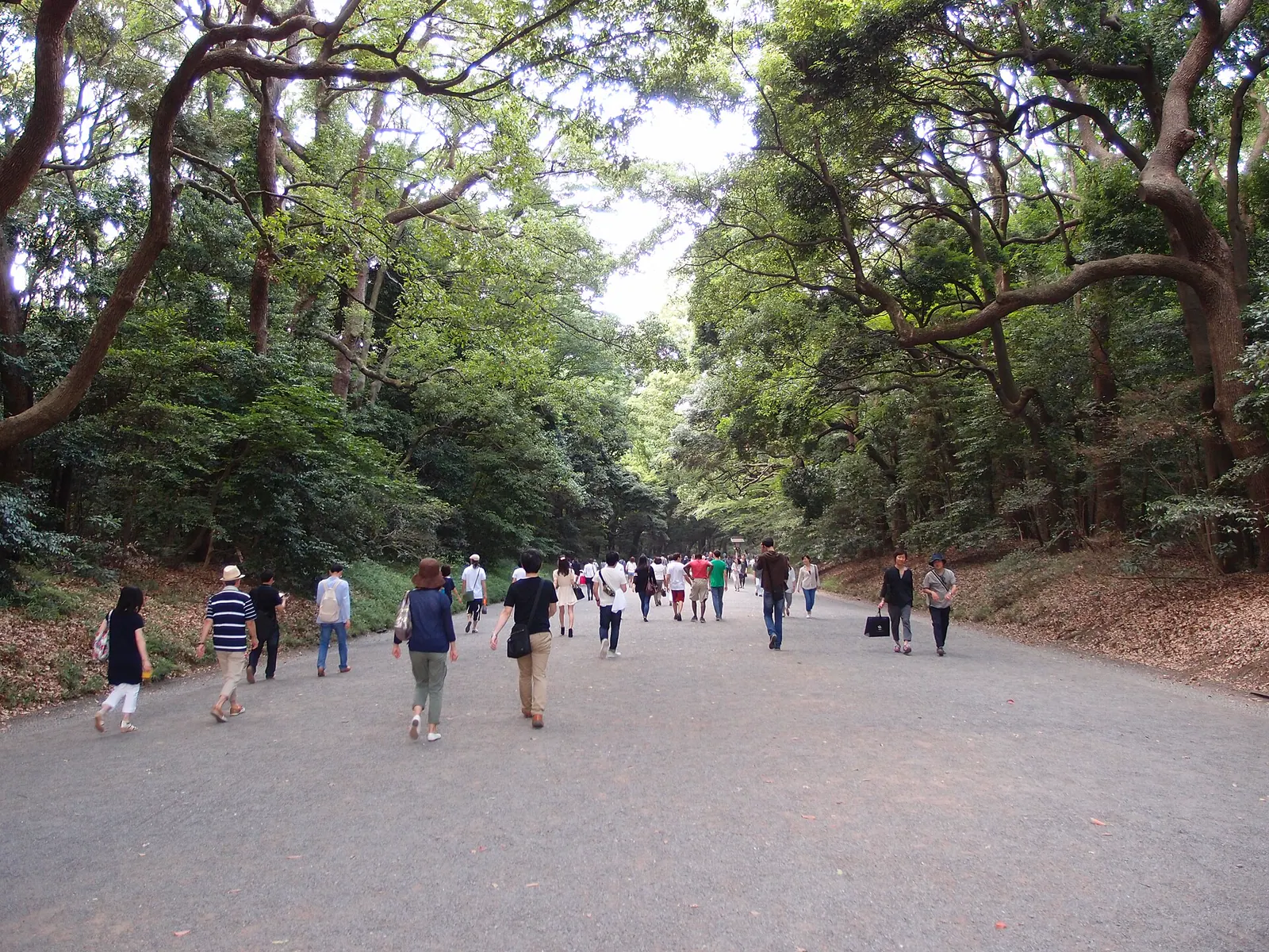 Forest path approaching Meiji Jingu near Harajuku