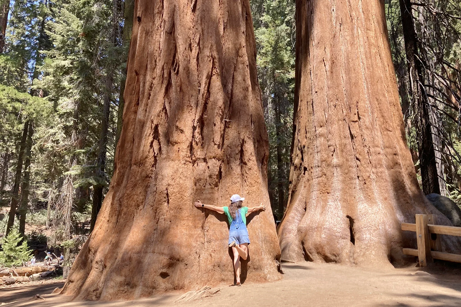 Sequoia Giant Forest