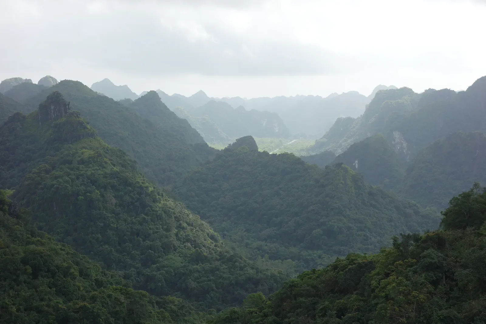 Forest landscape in Cat Ba National Park