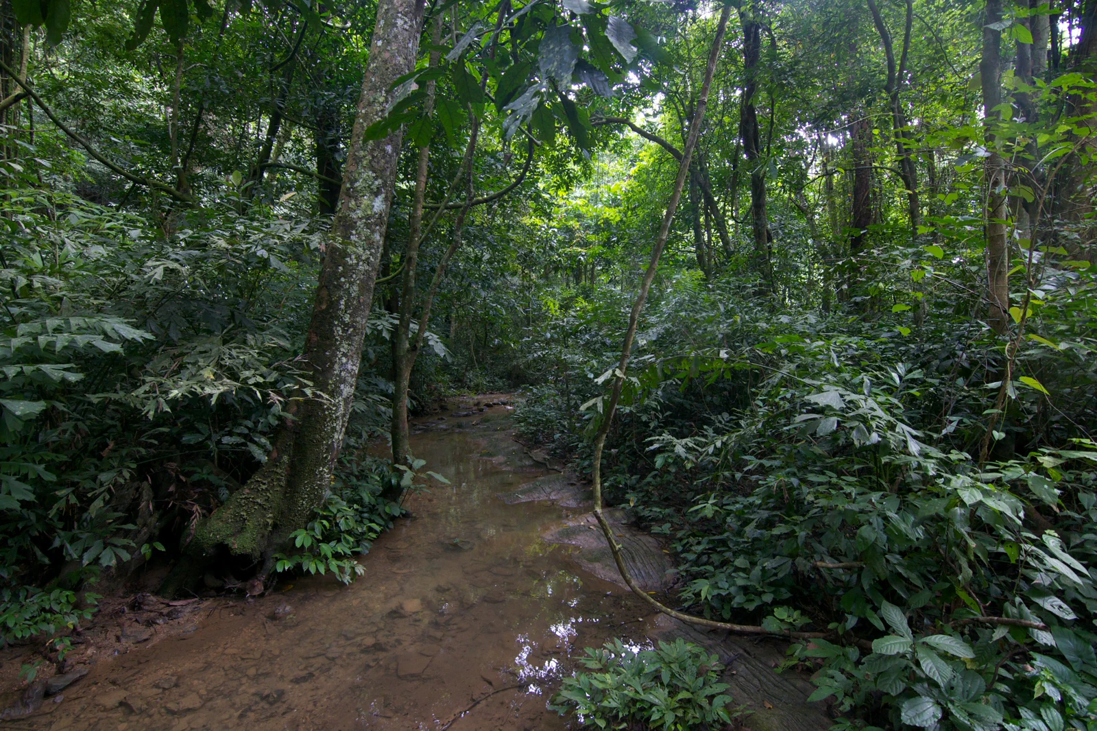 Sunlight filtering through dense forest in Cuc Phuong National Park