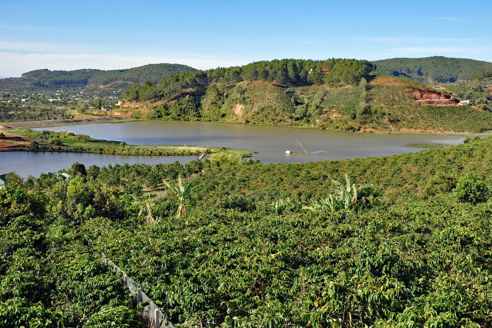 Coffee plantation near Da Lat in Vietnam