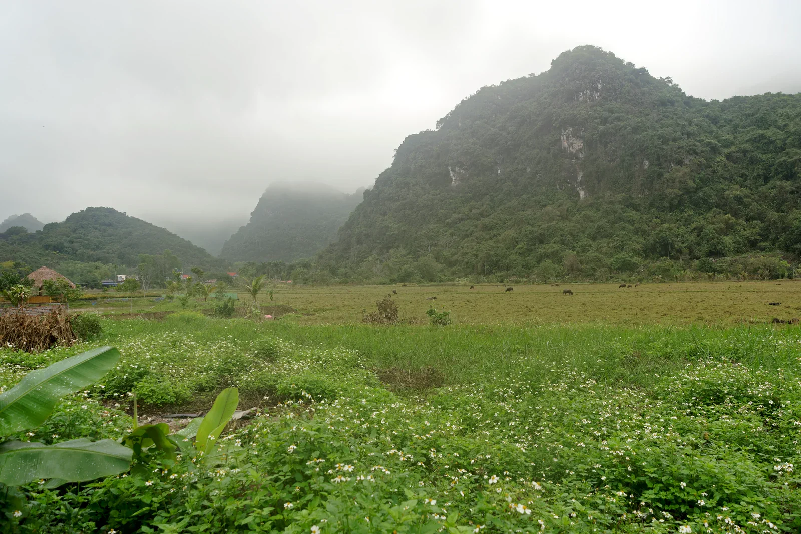 Rice fields in Viet Hai on Cat Ba Island