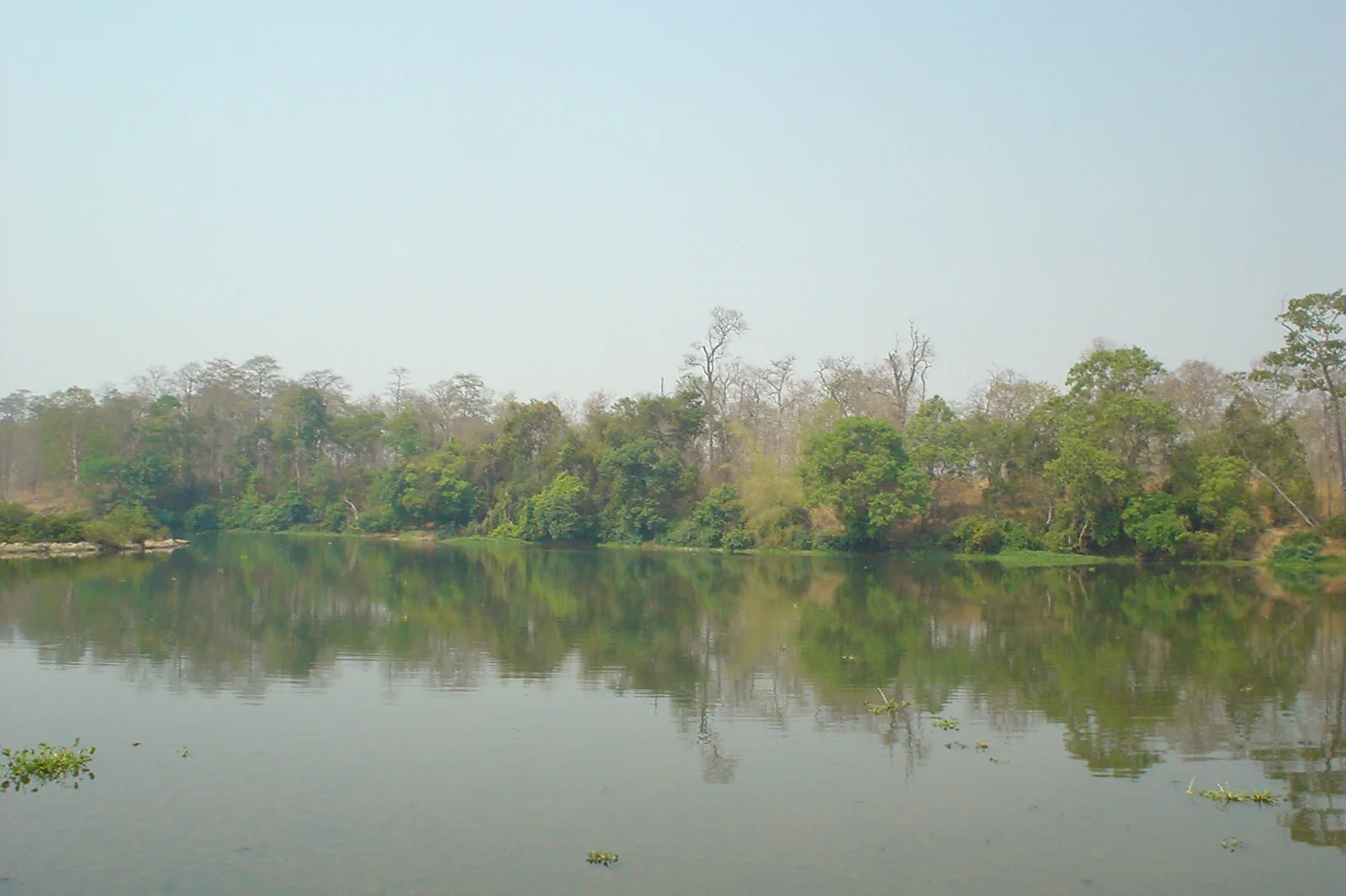 Dry-season forest landscape in Yok Don National Park
